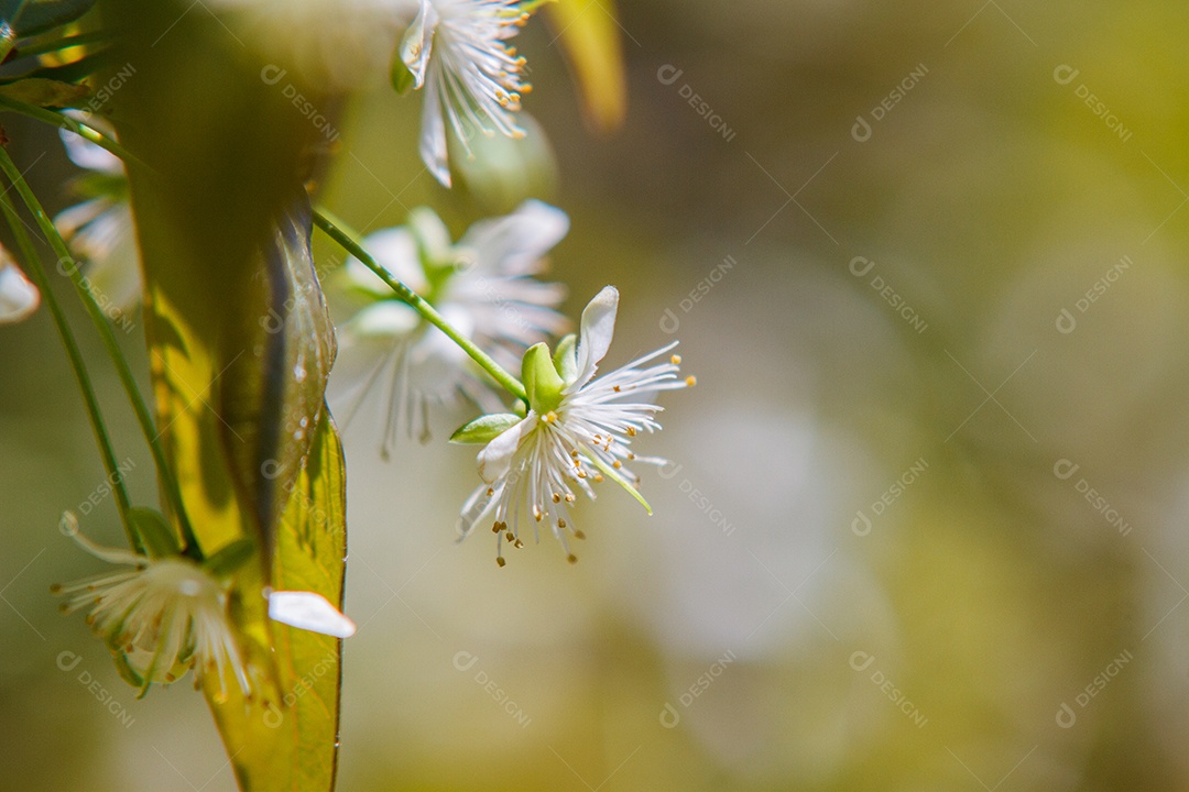Flor de Pitangueira em um jardim