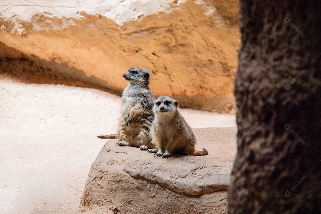 Família de suricata