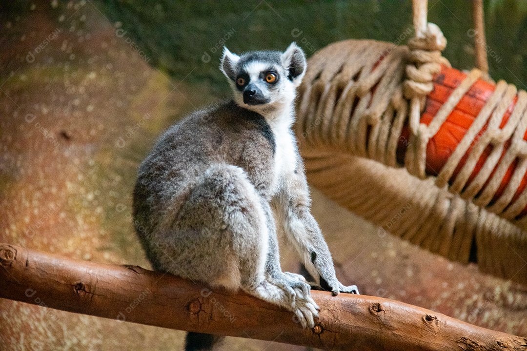 Suricato ao ar livre