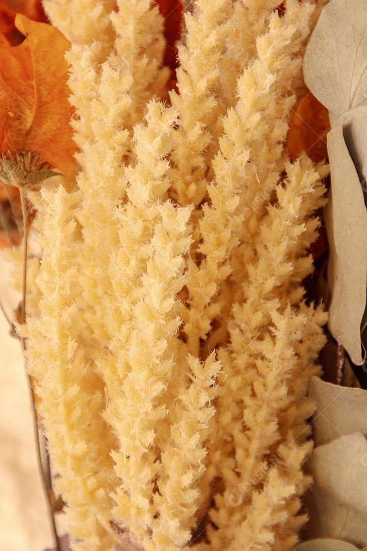 Flores secas ainda vida para decoração