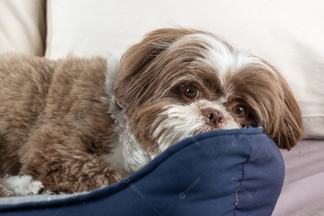 Cachorro e macaco de pelúcia na caminha
