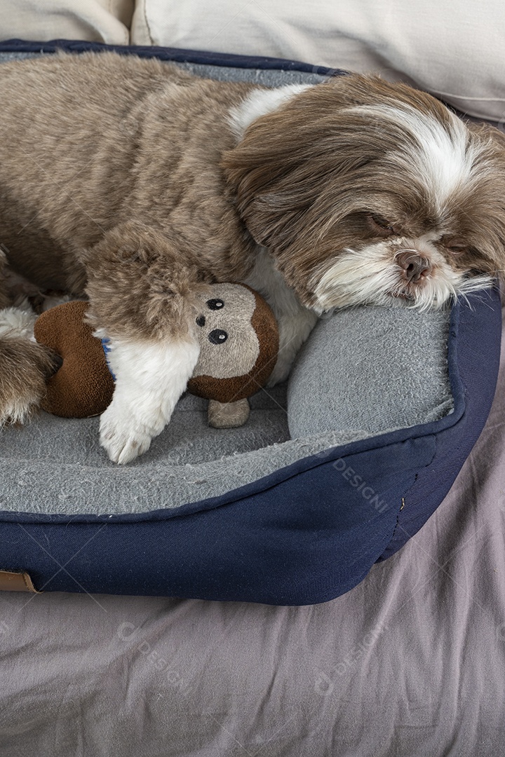 Cachorro na cama com macaquinho de pelúcia