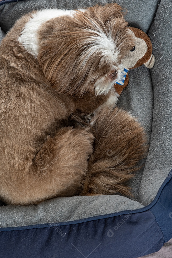 Cachorrinho dormindo com seu pelúcia