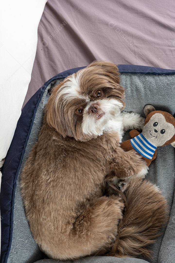 Cachorro descansando na cama com sua pelucia