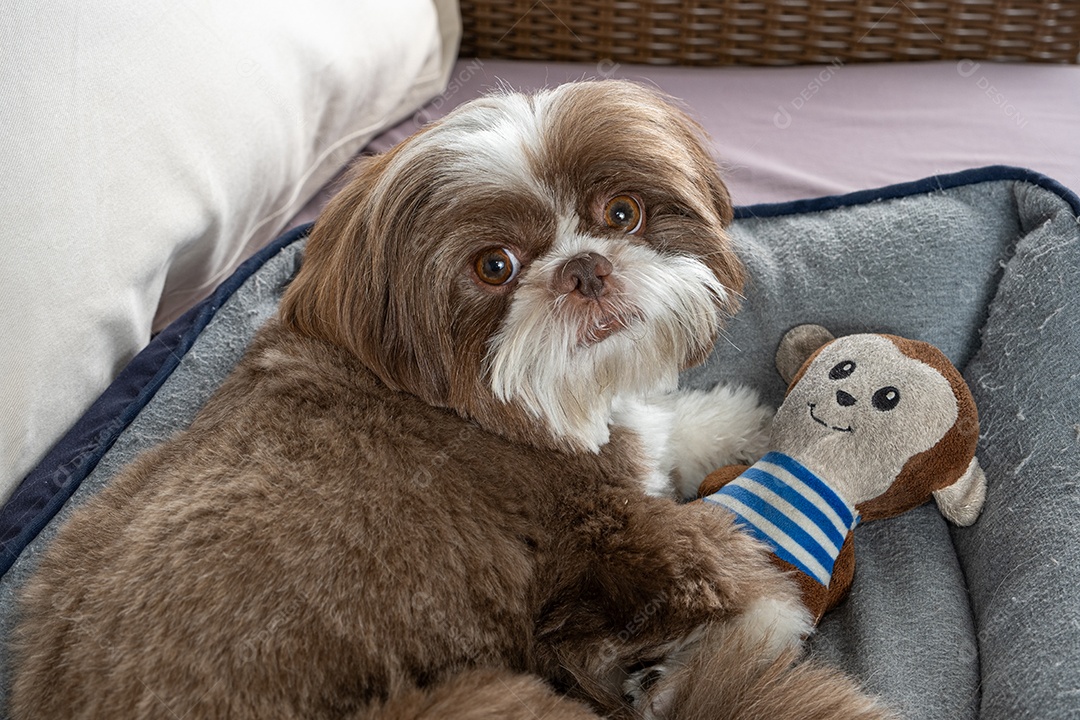 Cachorrinho deitado com seu brinquedo de pelúcia