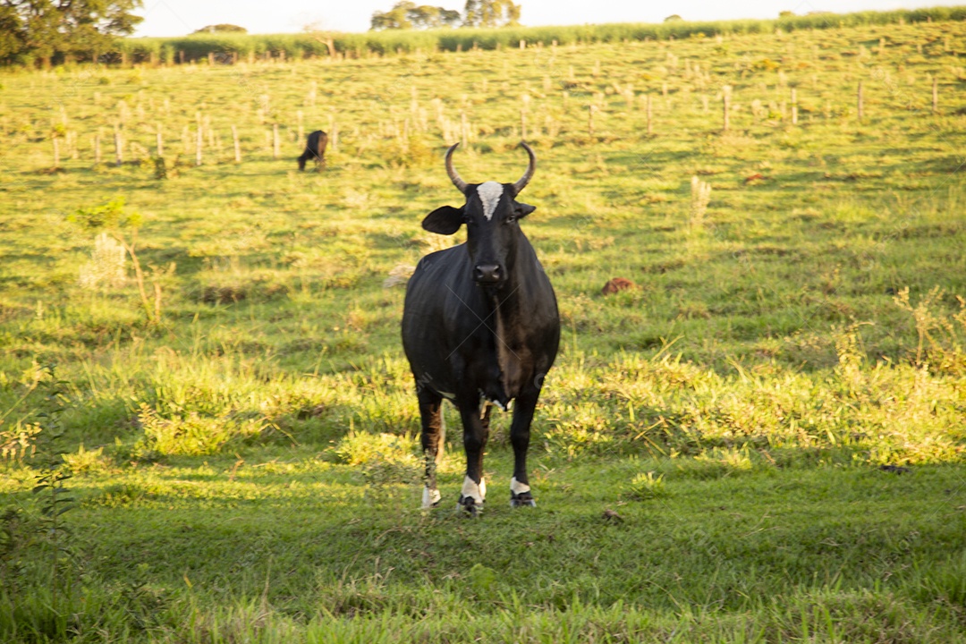 Animal bovino sobre pasto