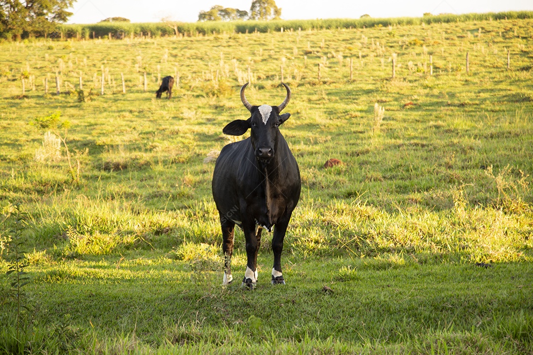 Animal bovino sobre pasto