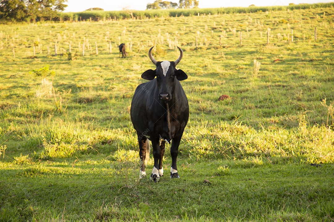 Animal bovino sobre pasto