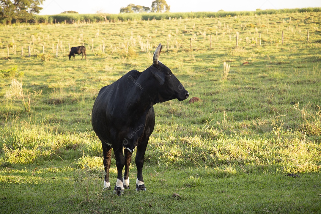 Animal bovino sobre pasto