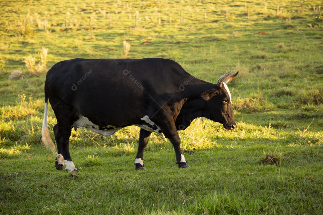 Animal bovino sobre pasto