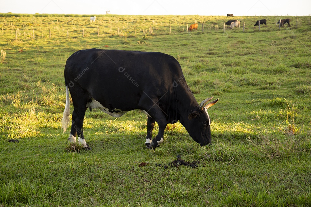 Animal bovino sobre pasto