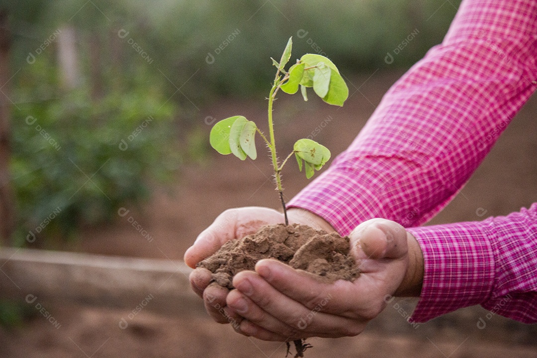 Mãos de agricultor sobre uma fazenda