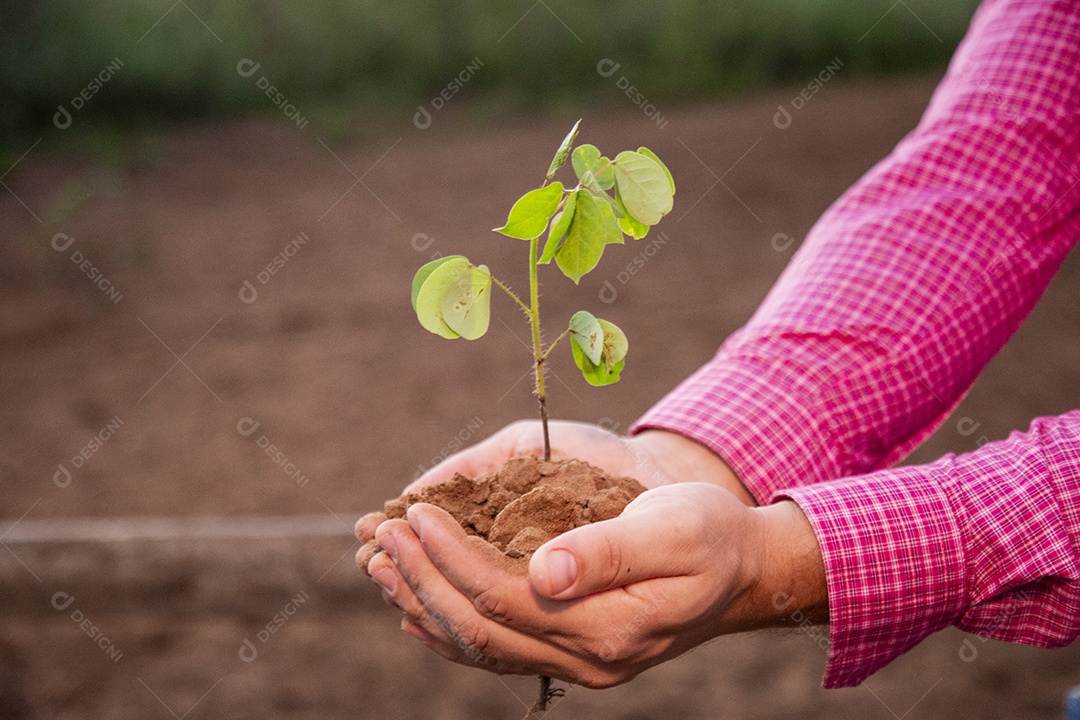 Mãos de agricultor sobre uma fazenda