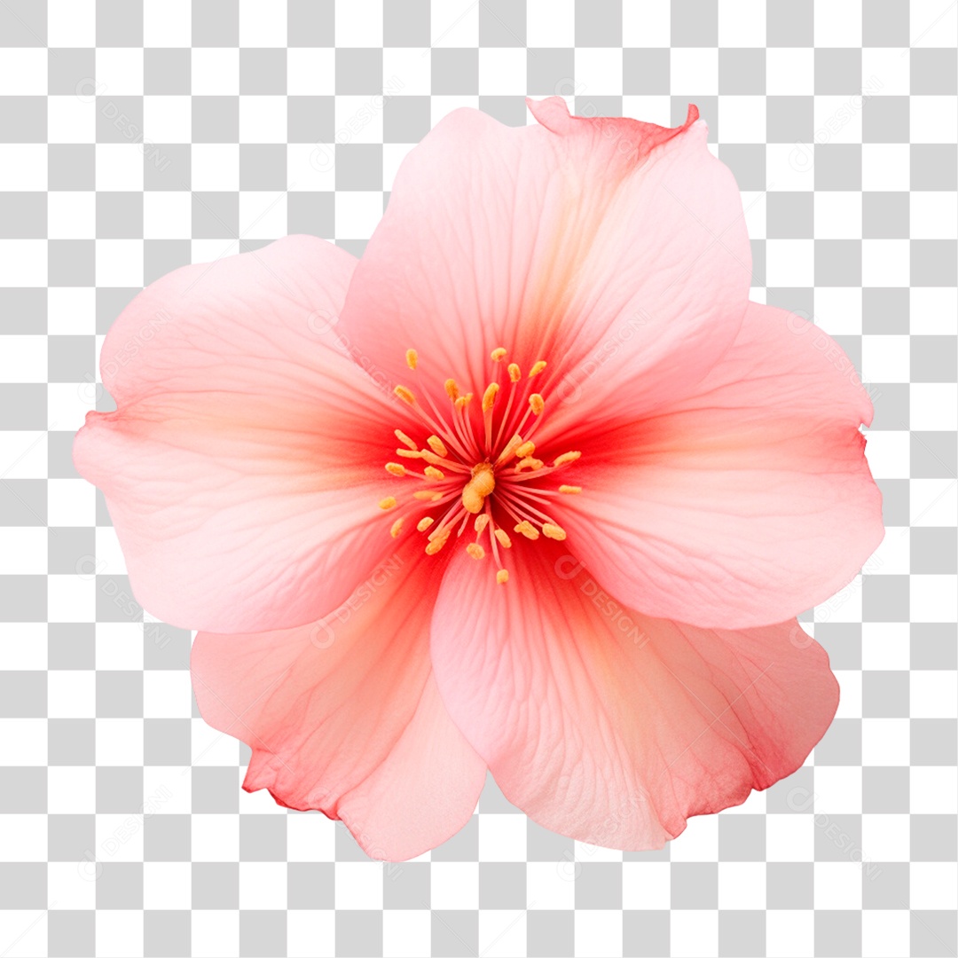 Flor PNG Transparente