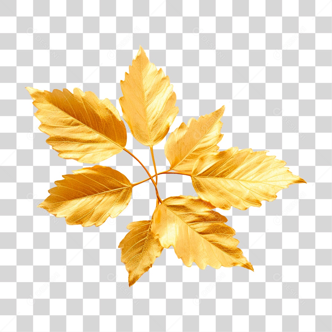 Folha PNG Transparente