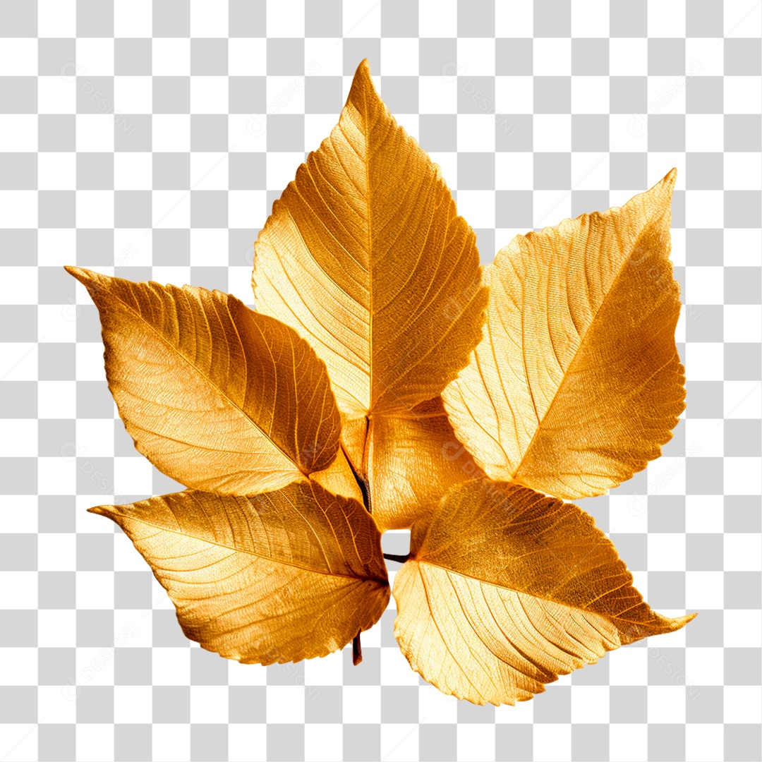 Folha PNG Transparente