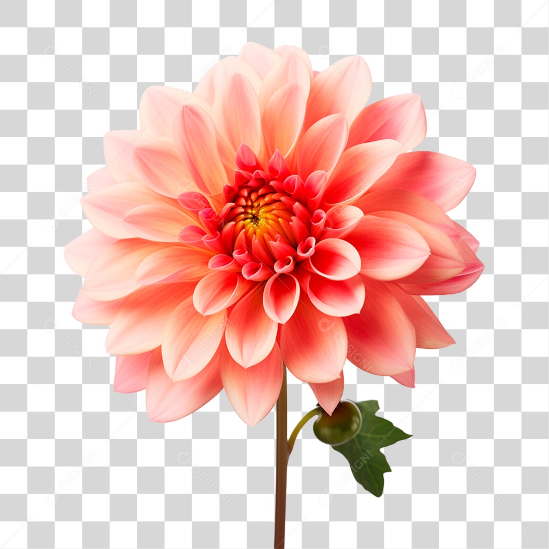 Flor PNG Transparente