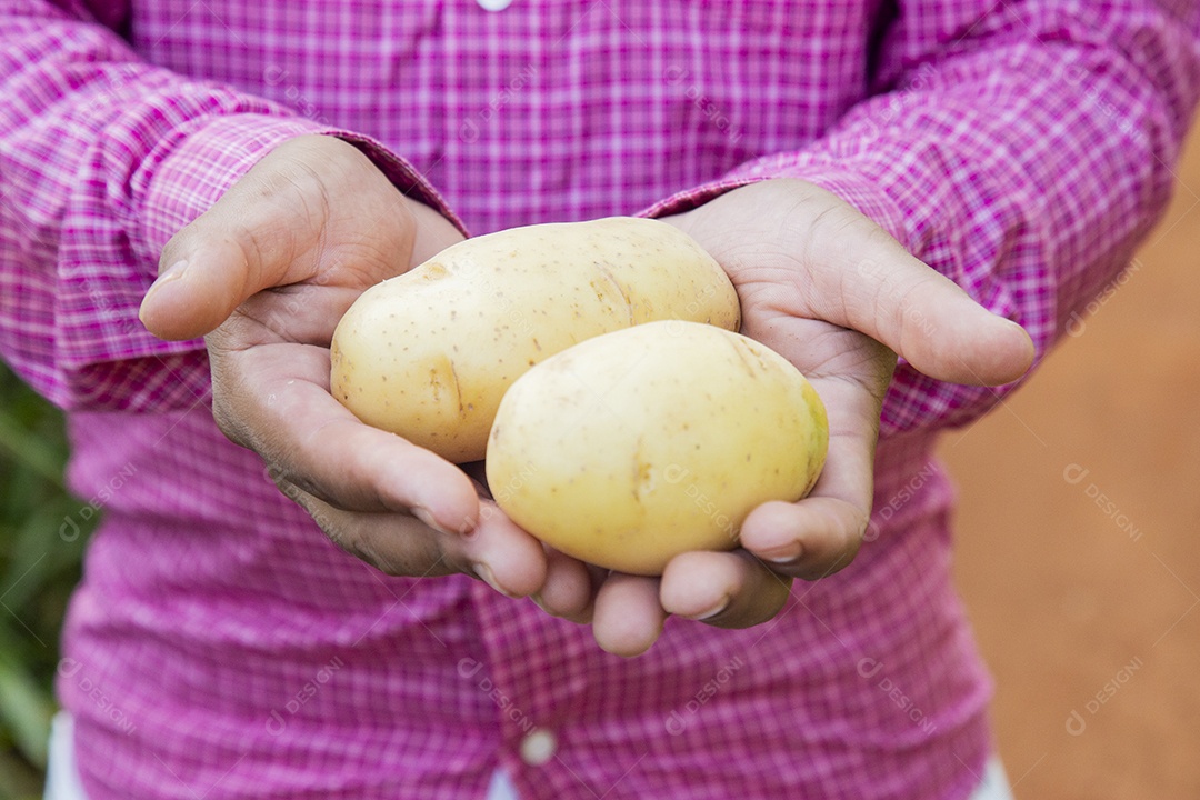 Mãos de agricultor segurando batata