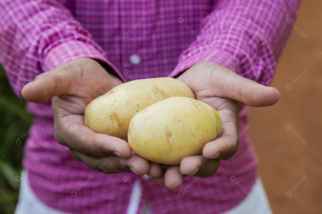 Homem jovem fazendeiro sobre fazenda segurando batatas