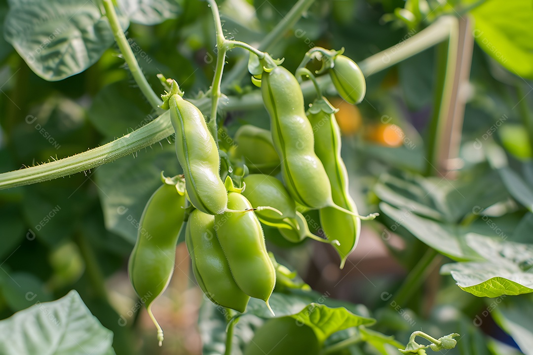 Feijão verde frescos sobre fundo isolado