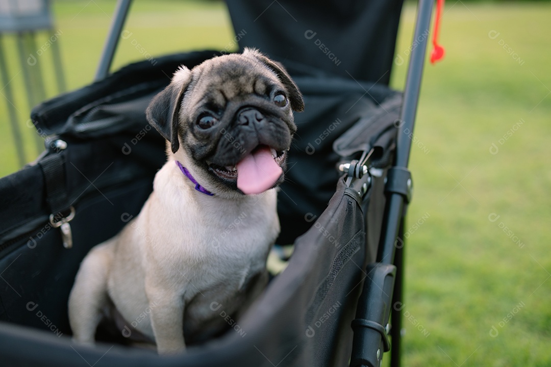 Cachorrinho lindo passeando em carrinho