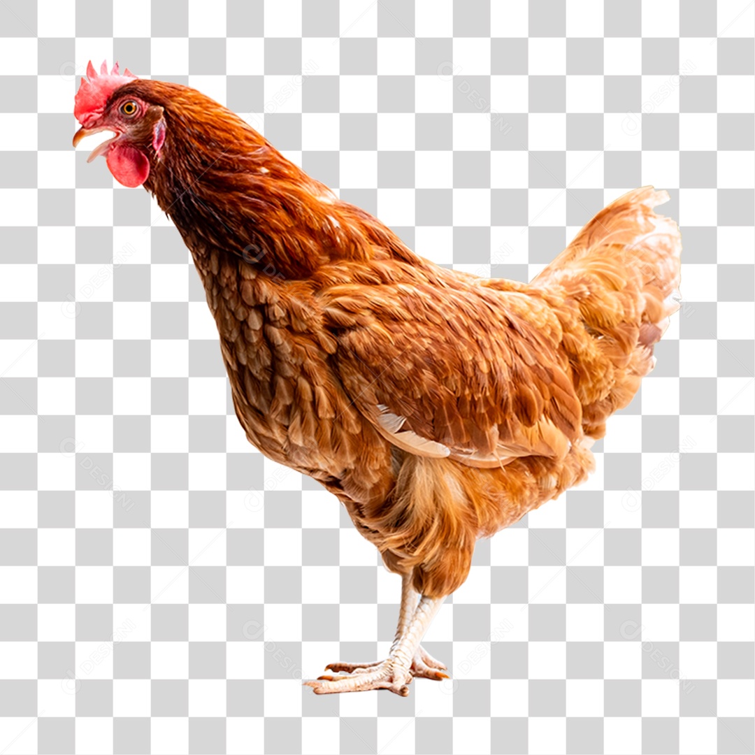 Aves Galinha PNG Transparente