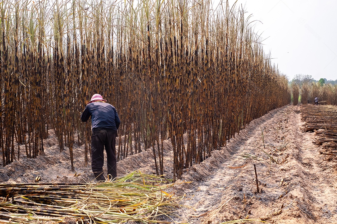 Trabalhadores colhem cana de açúcar em plantas