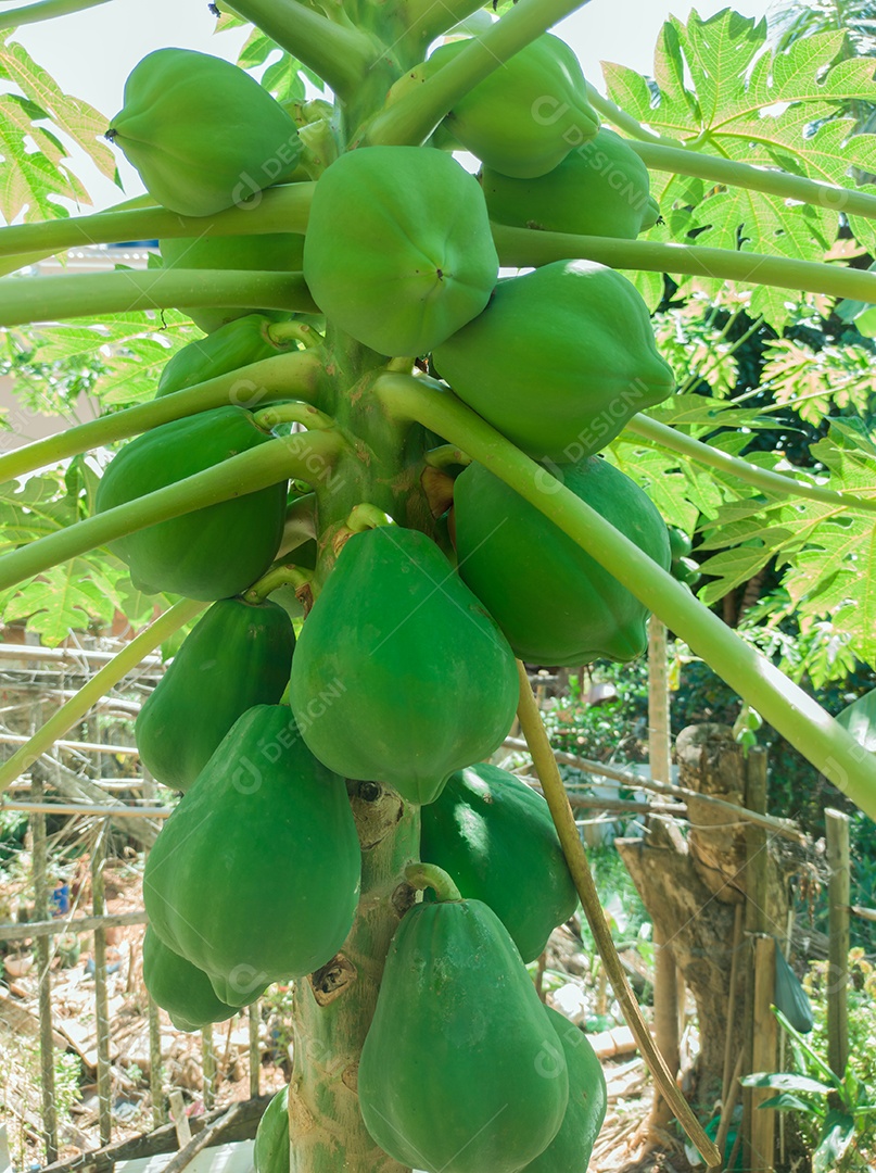 Mamão com um monte de frutas verdes na área rural