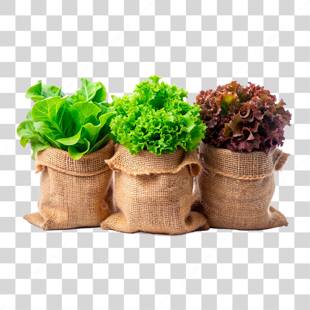 Alfaces Crespas Frescas Em Sacos De Estopa Elemento 3D PNG Transparente