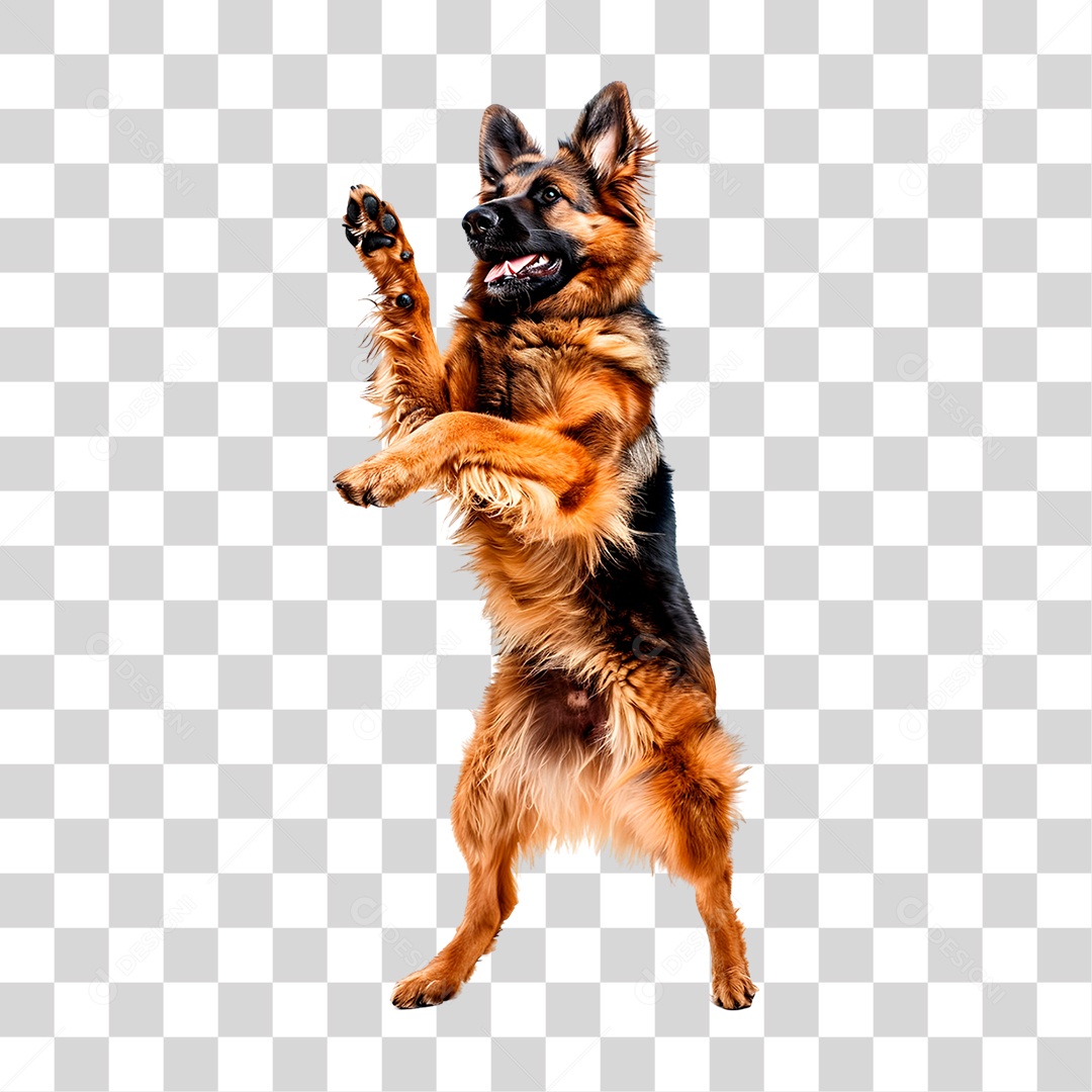 Cachorro PNG Transparente