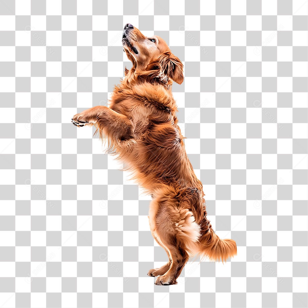 Cachorro PNG Transparente