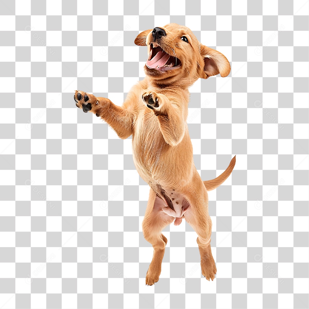 Cachorro PNG Transparente