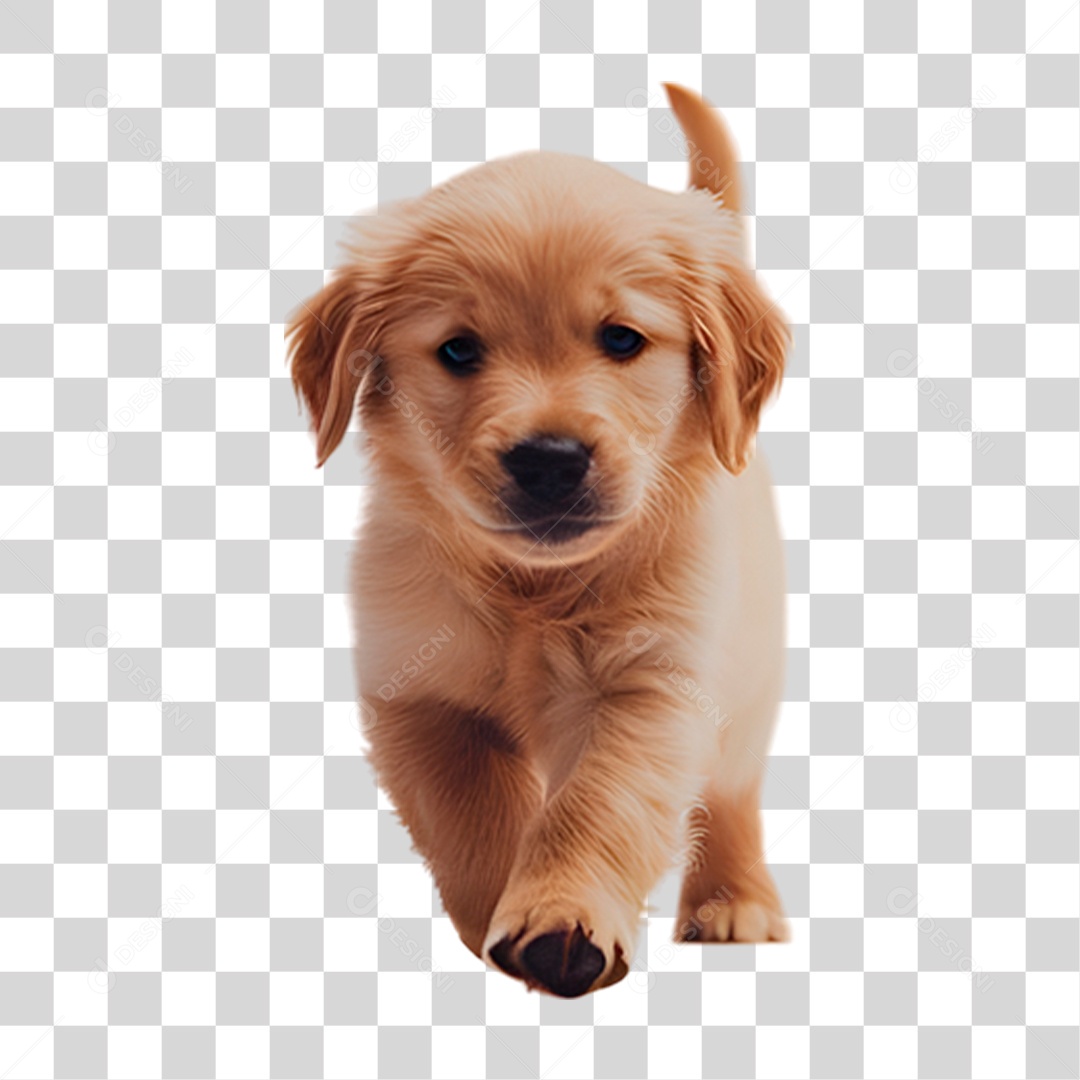 Cachorro PNG Transparente