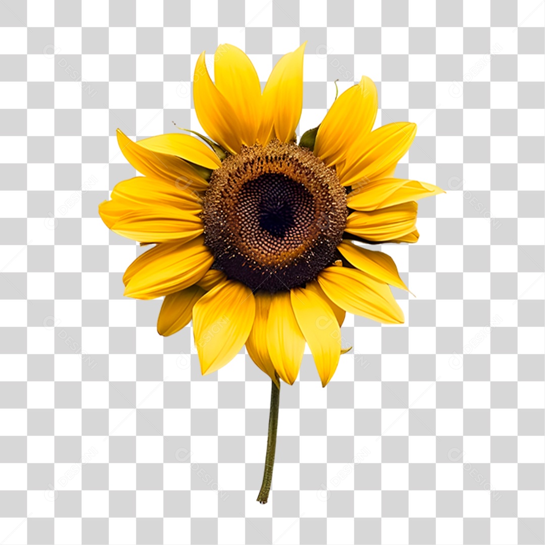 Girassol PNG Transparente