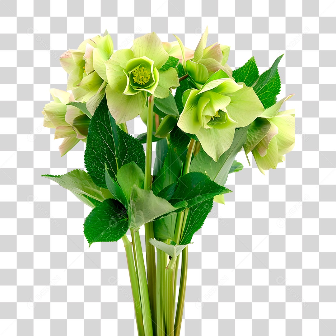 Planta Galho PNG Transparente