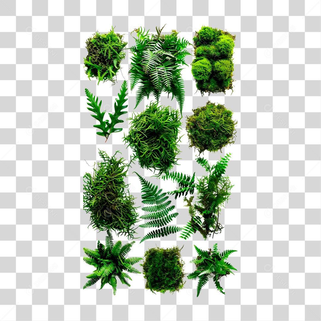 Plantas PNG Transparente