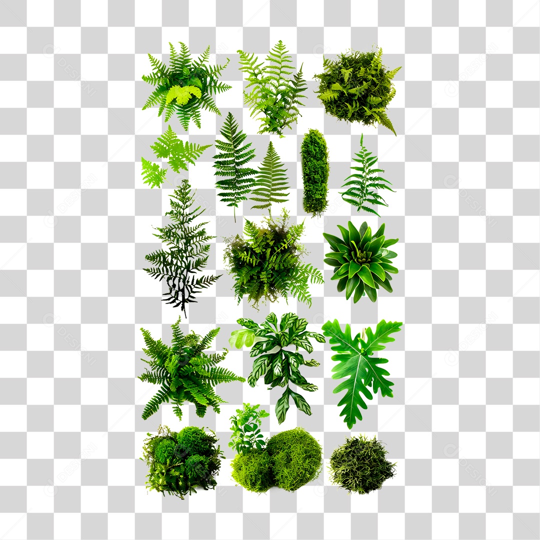 Plantas PNG Transparente