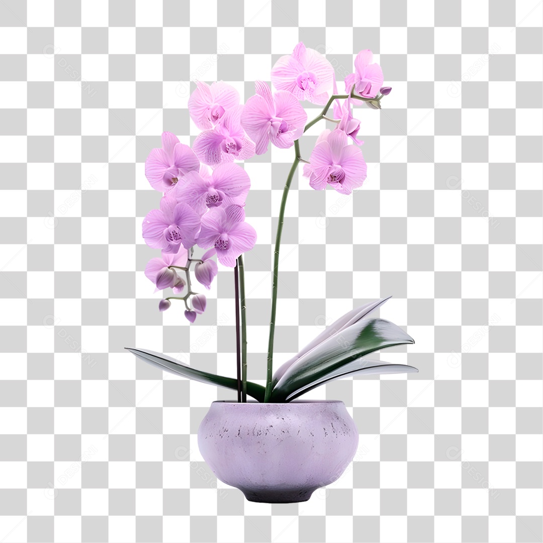 Flores PNG Transparente