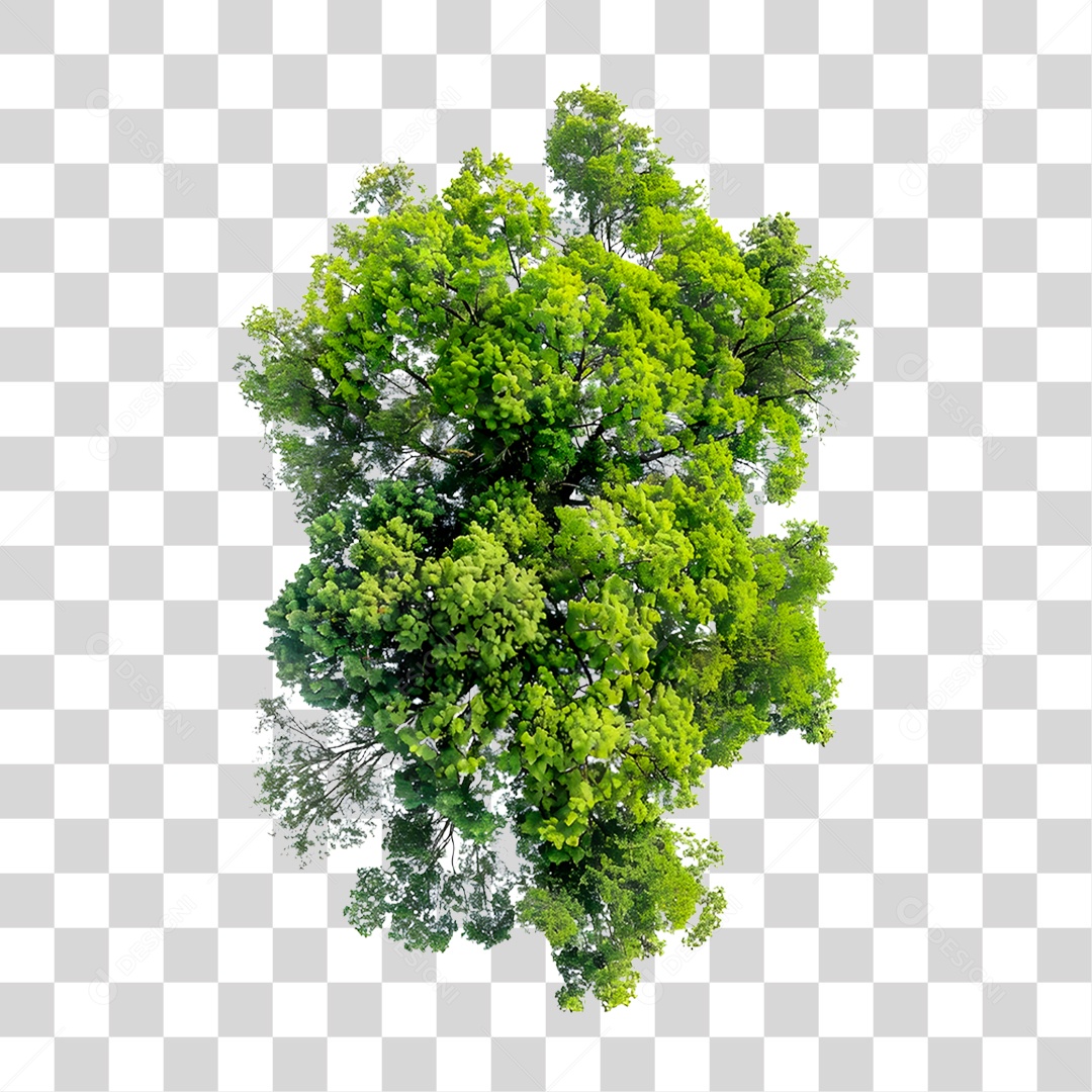 Árvore PNG Transparente