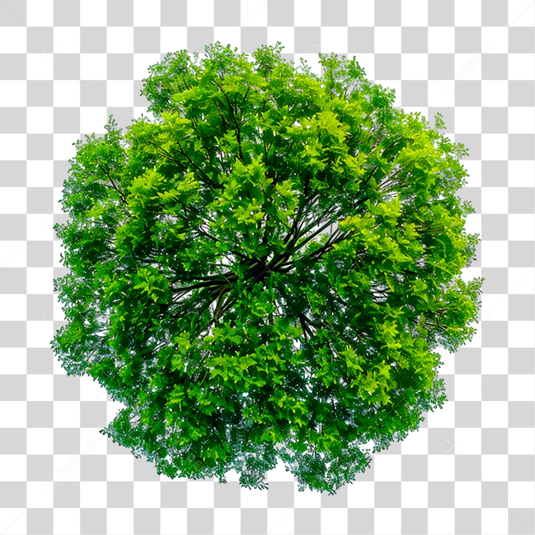 Árvore PNG Transparente