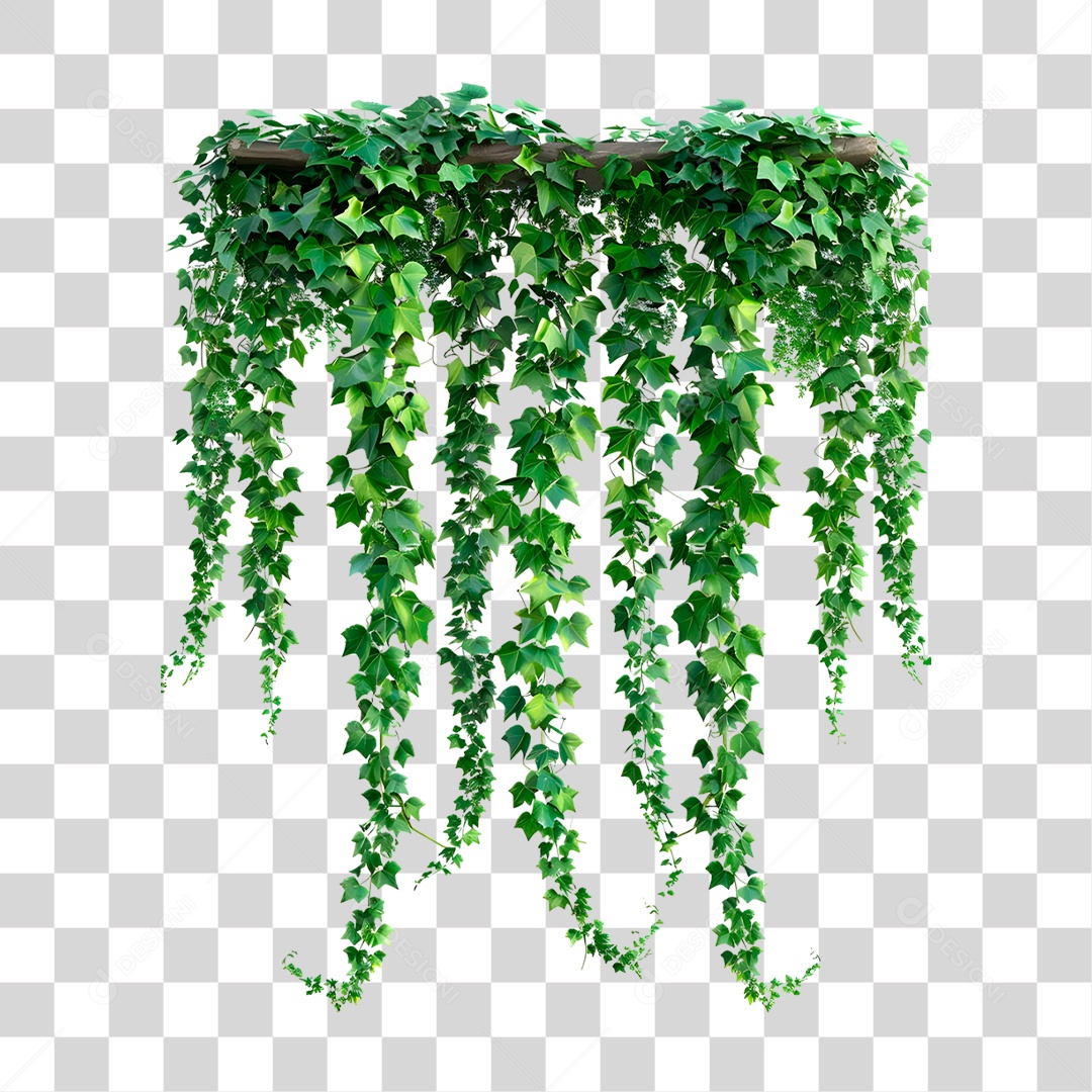 Planta Hera PNG Transparente