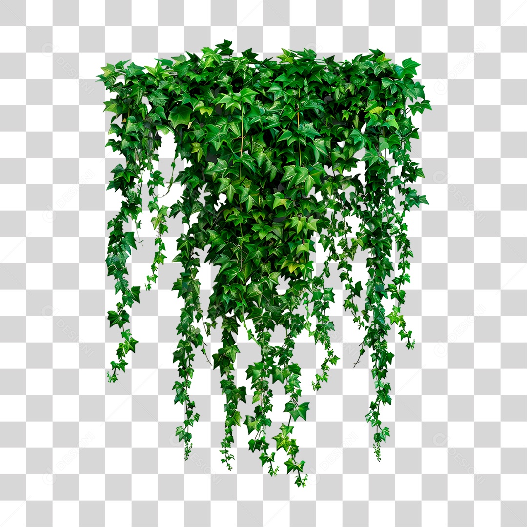 PNG plant Transparent