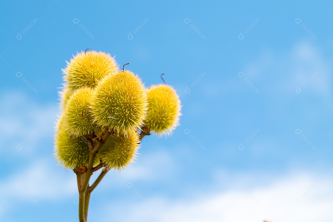 Galho da árvore de urucum