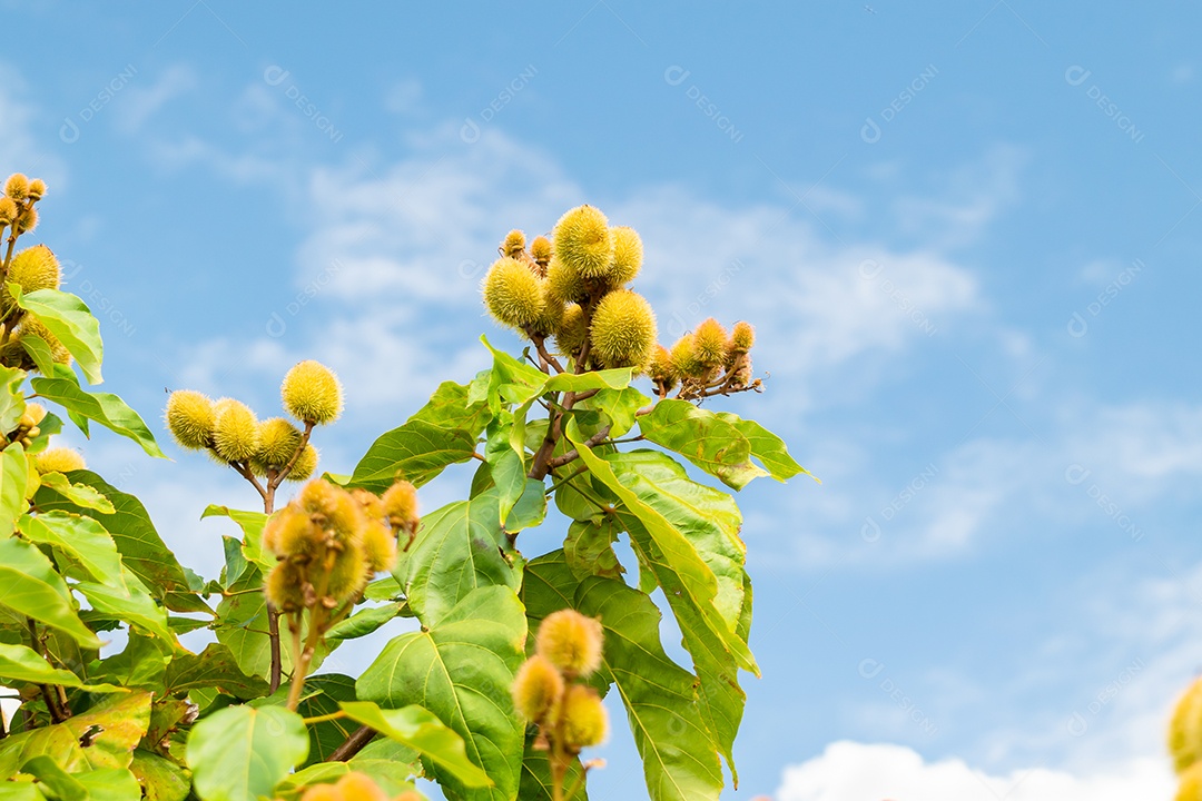 Planta urucum contra céu azul