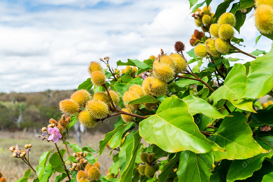 Planta de urucum amarelo contra céu azul