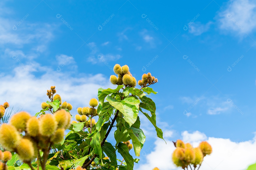 Planta de urucum amarelo contra céu azul