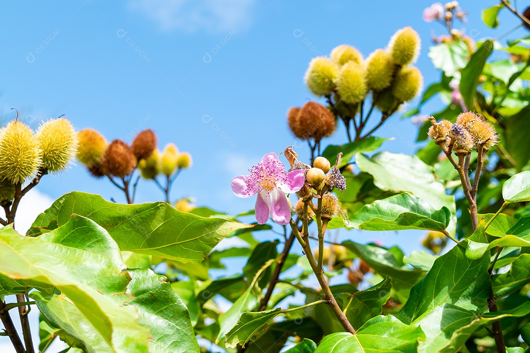 Pé de urucum carregado contra céu azul