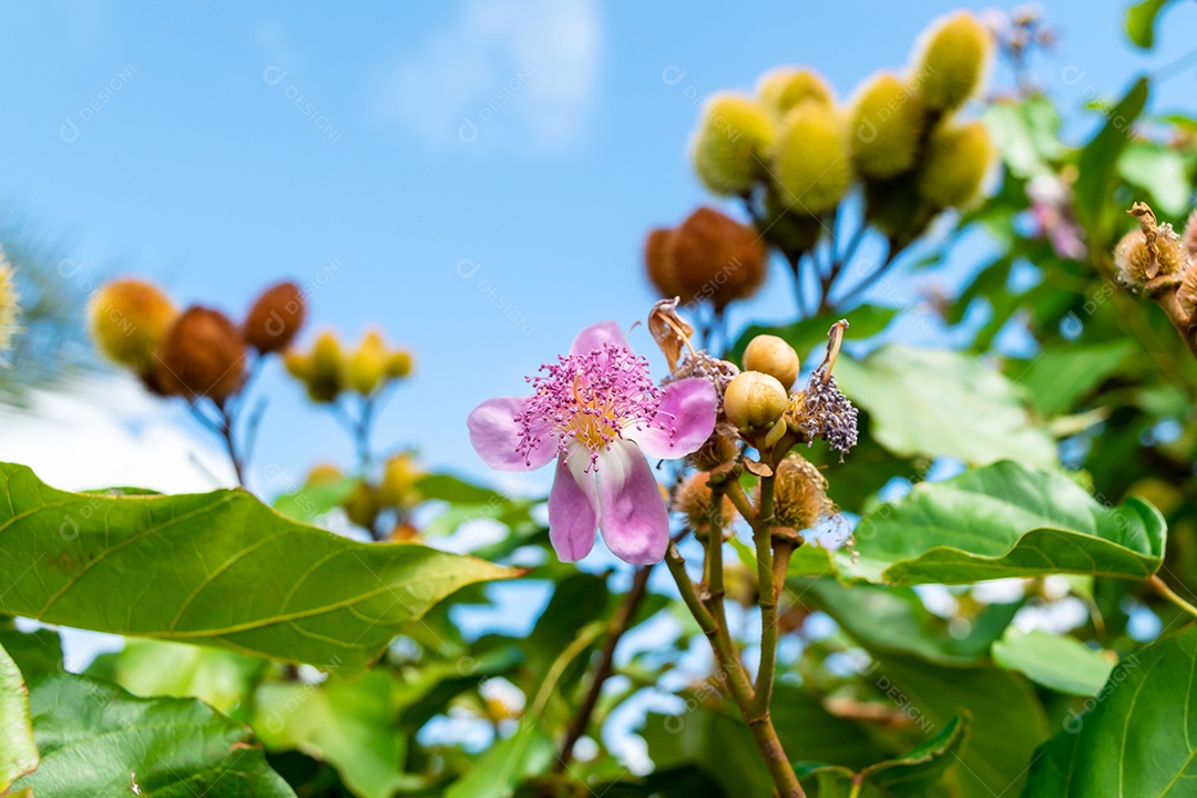 Pé de urucum carregado contra céu azul