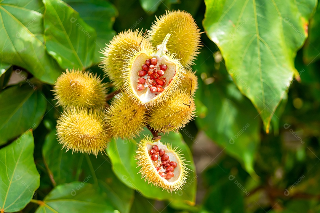 Planta com fruto urucum aberto