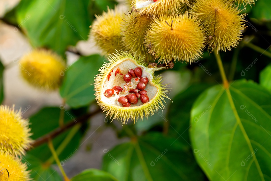 Planta com fruto urucum aberto